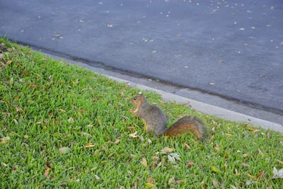 DSC_7217 (Large).JPG